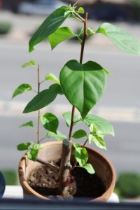 09070510511110d9b46718f4e5.jpg.thumb