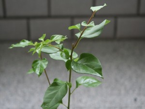 090705105783d759dcf73a80d9.jpg.thumb