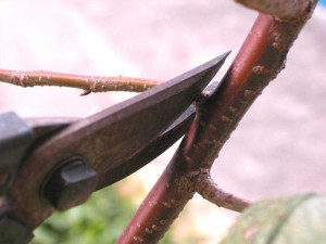 090706140133553b8e244ba17d.jpg.thumb