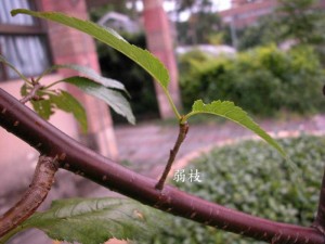 090706140136861b9ca586f9b0.jpg.thumb