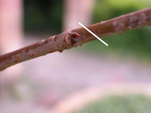 09070614018fcfb7073c6fe1b6.jpg.thumb