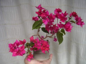 09110521430faa11894da3de26.jpg.thumb