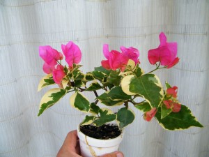 110817110043253077c51377b3