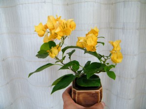 11081711004ebd9db703eba73d