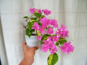 120204fwnphs9wph99gab9.jpg.thumb