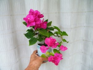 120209sayzn5xnxptsxmya.jpg.thumb