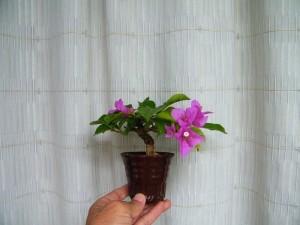 120213nwd6ss12vd3tzs12.jpg.thumb