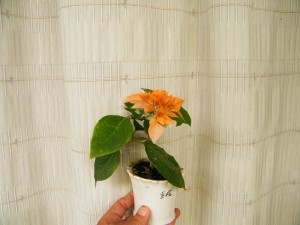 120543c0b42g0s2qgqyye8.jpg.thumb