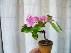 214800req8zvrq0vl4i86q.jpg.thumb