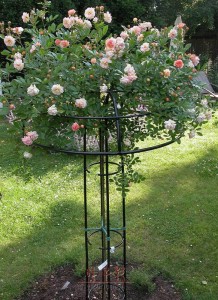 Giverny OFFEN mit Rosa Ghislaine de Feligonde