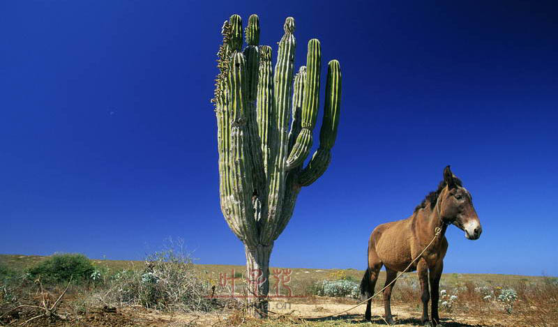 Donkey Tied to Cactus Todos Santos, Baja California Mexico