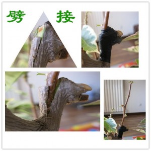 080036nsorcnoscd7cio7c.jpg.thumb