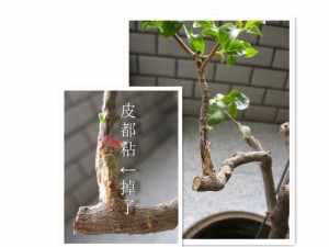 080608m1q3ehmz11hspqnp.jpg.thumb