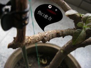 080815688b8wcwp88hcmzu.jpg.thumb