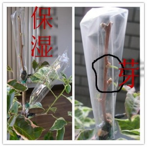 081056czrbmx8qp14mp5lc.jpg.thumb