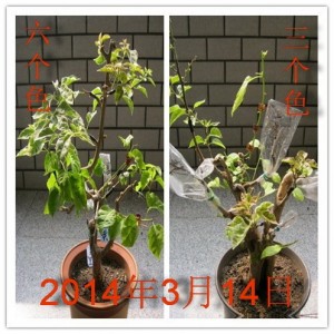 08191266qs260202qrq2gq.jpg.thumb