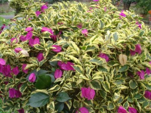 120212205516d1909a577dae16