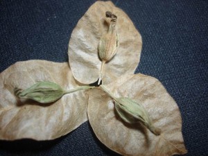 1209401nge111x2gl7ly6g.jpg.thumb