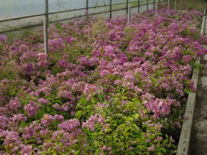 130710tejnz7mmenrn6ga6.jpg.thumb