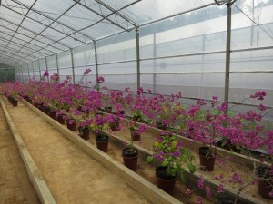 130717h880j440d0dt4ws4.jpg.thumb