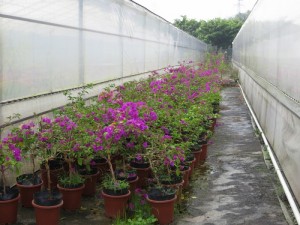 130729jksk5jgkkljsosls.jpg.thumb