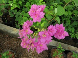 1312354dcswcc8bi43uzcc.jpg.thumb