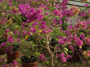 1312472zsrzgaiz5nza8ni.jpg.thumb