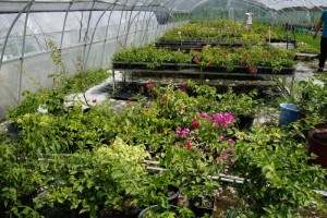 135338ypsqfrecom4sowcz.jpg.thumb