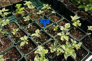 140048el103hqcl118qq33.jpg.thumb