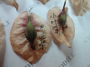 141308gzo07slv7gonjofl.jpg.thumb