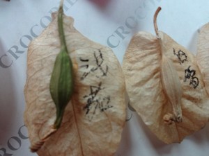 141408ehkgbquq1rs931pm.jpg.thumb