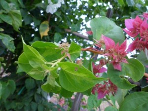 153358c61p8kq4y6cb16x4.jpg.thumb