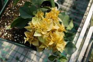 180826y5c6lb6a5cixz859.jpg.thumb