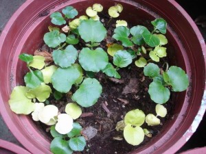 182535unhu5u4u4thsennl.jpg.thumb