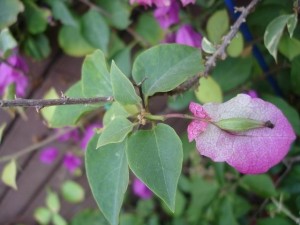 205129ys5vgvkb2vaamt4v.jpg.thumb