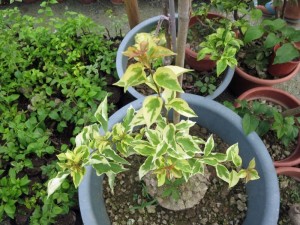 210722dj6rqrffi1kivvqt.jpg.thumb