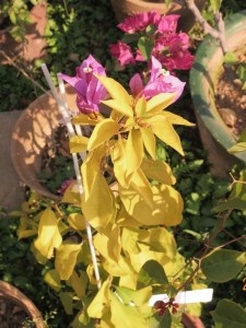 21263223h0mjg2djhgp9q9.jpg.thumb