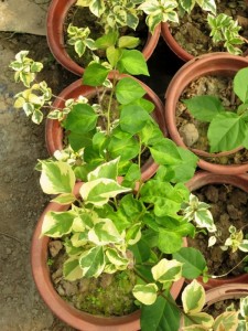 213418q4qcf82wczvw48ff.jpg.thumb