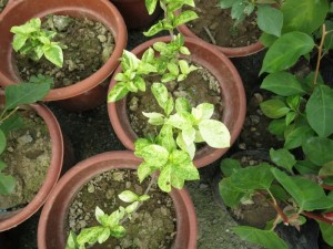 2142116ayyyasdx157jyyr.jpg.thumb