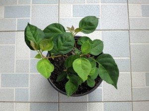 215534bzp9ouhg4b9u9jbq.jpg.thumb